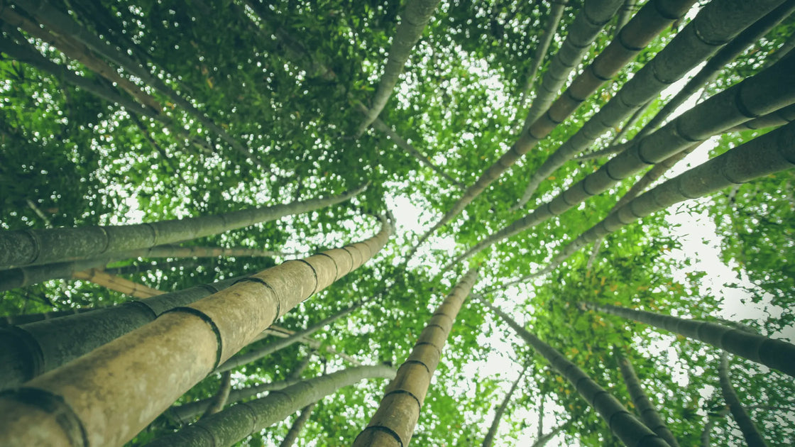 How Does Bamboo Fabric? BambooYou